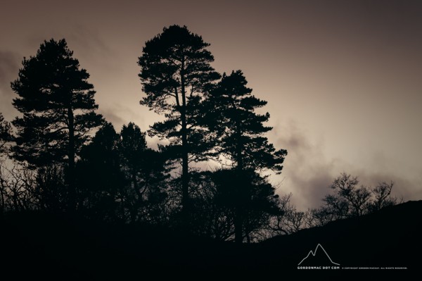 Scots pine silhouettes at sunset - Dunbeath Strath