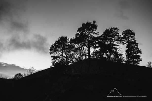 Scots pine silhouettes - Dunbeath Strath