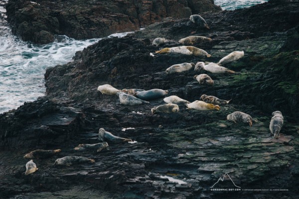 Grey Seals at Sarclet