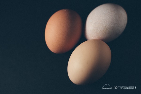 023/365 - Eggs