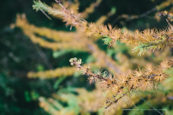 Autumnal Larch